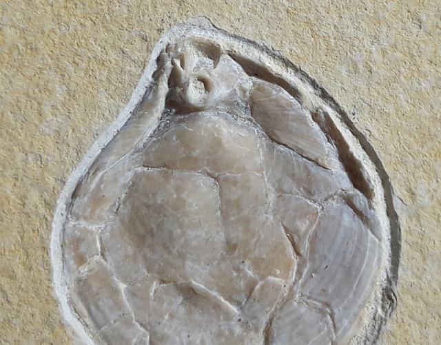 Terebratula sp. MUELLER 1776 - Bild © FossNet FossilienStore